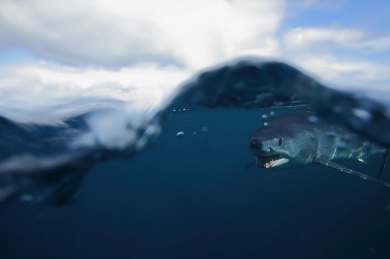 Shortfin Mako Shark Habitat Shortfin Mako Sharks NIWA Shortfin Mako Shark Habitat Shortfin Mako Sharks NIWA