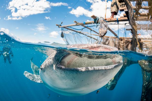 Interesting Facts About Whale Sharks, The Latest Shark Week 2023 News on  Discovery
