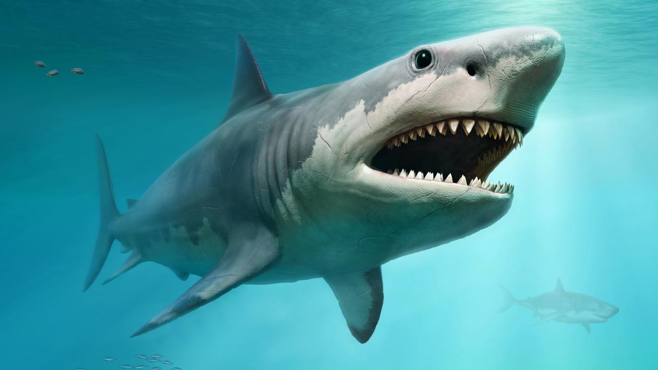 Prehistoric megalodon could swallow a great white shark whole, research  shows - Australian Geographic