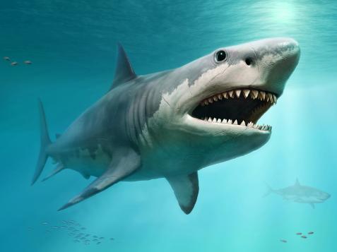 Did Great White Sharks Cause the Megalodon’s Extinction?