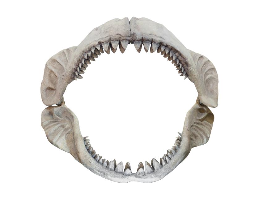 Fossil of Carcharodon Megalodon, the largest shark to have ever lived on Earth