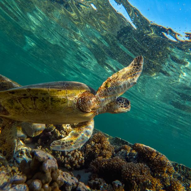 QUEENSLAND, AUSTRALIA - 2019/10/10: A green sea turtle is flourishing among the corals at lady Elliot island.

In the quest to save the Great Barrier Reef, researchers, farmers and business owners are looking for ways to reduce the effects of climate change as experts warn that a third mass bleaching has taken place. (Photo by Jonas Gratzer/LightRocket via Getty Images)