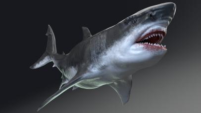 Great White Sharks May Have Contributed to the Megalodon's Extinction, The  Latest Shark Week 2023 News on Discovery