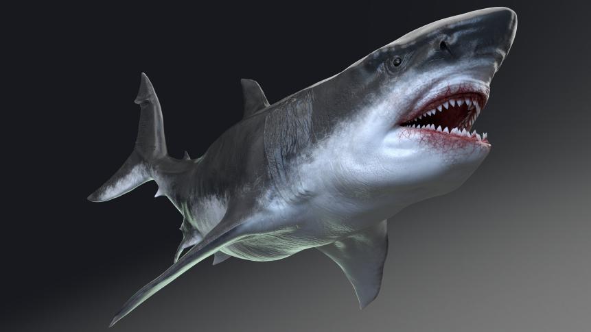 3D rendering of Megalodon