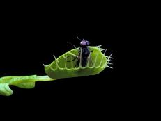 Trapped insect. Droseraceae
