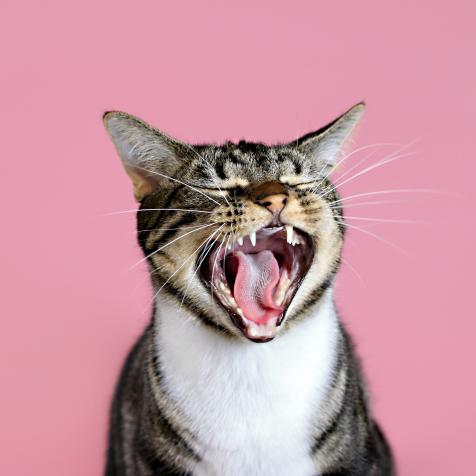 cat yawning laughing with pink background