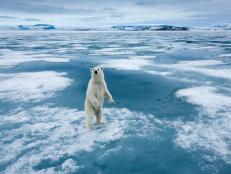 Polar Bear (Ursus maritimus) standing upright on fjord ice at Sabinebukta Bay at Irminger Point on summer morning.