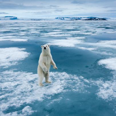 There is Hope for the Future of Polar Bears Threatened by Climate Change