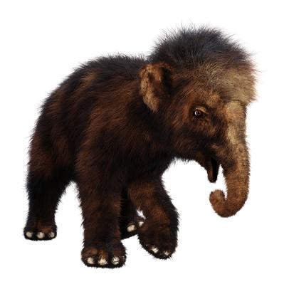 Gold Miner Discovers Mummified Baby Woolly Mammoth in Canada