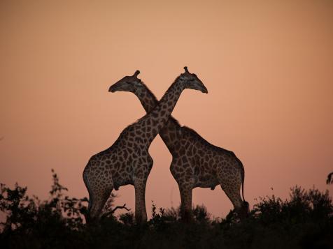 Why the Long Face? Extinct Headbutting Relatives Reveal Giraffes' Neck Evolution