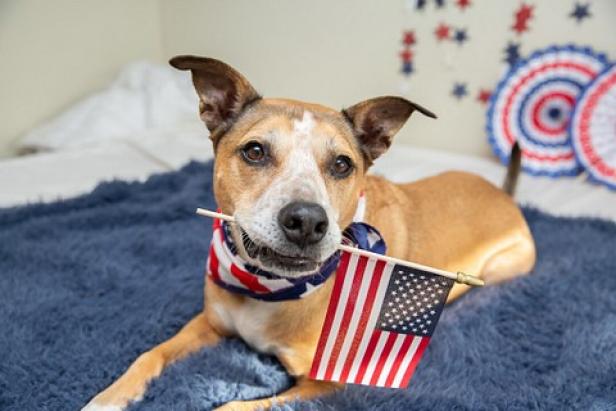 Pets afraid of fireworks on July 4th | DNews | Discovery