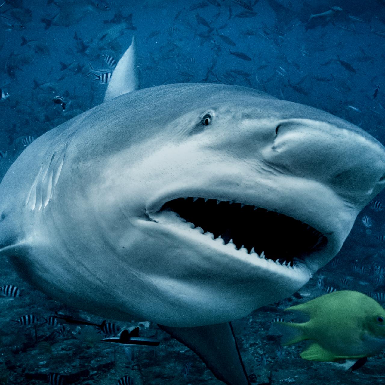 14 Sharks Want to Eat You Up in 3 Seconds / Bright Side