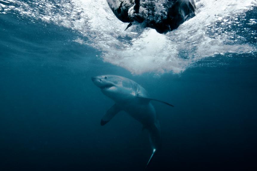 A Great White Shark in South Africa