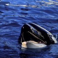 Orca showing teeth