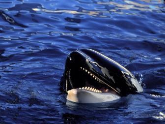 Orca showing teeth