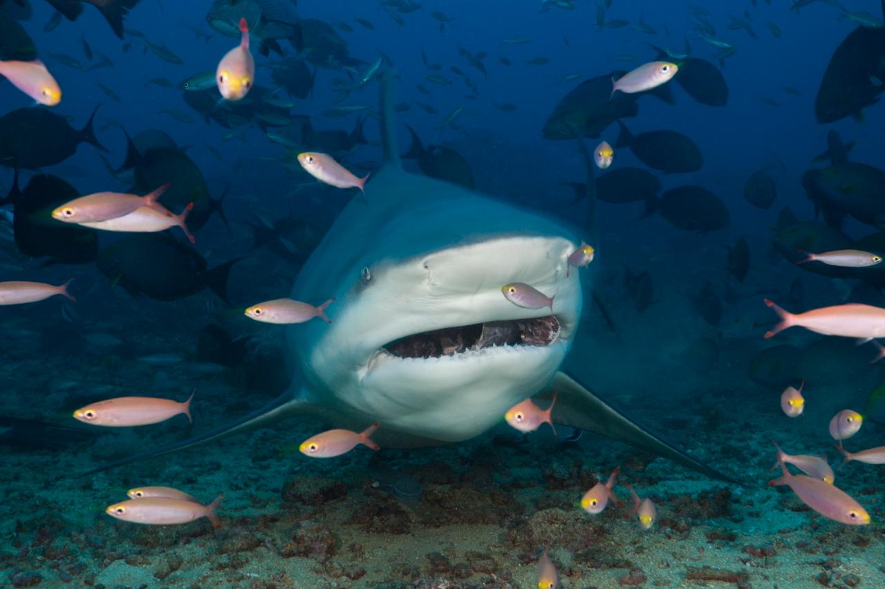 All About Bull Sharks  The Latest Shark Week 2023 News on