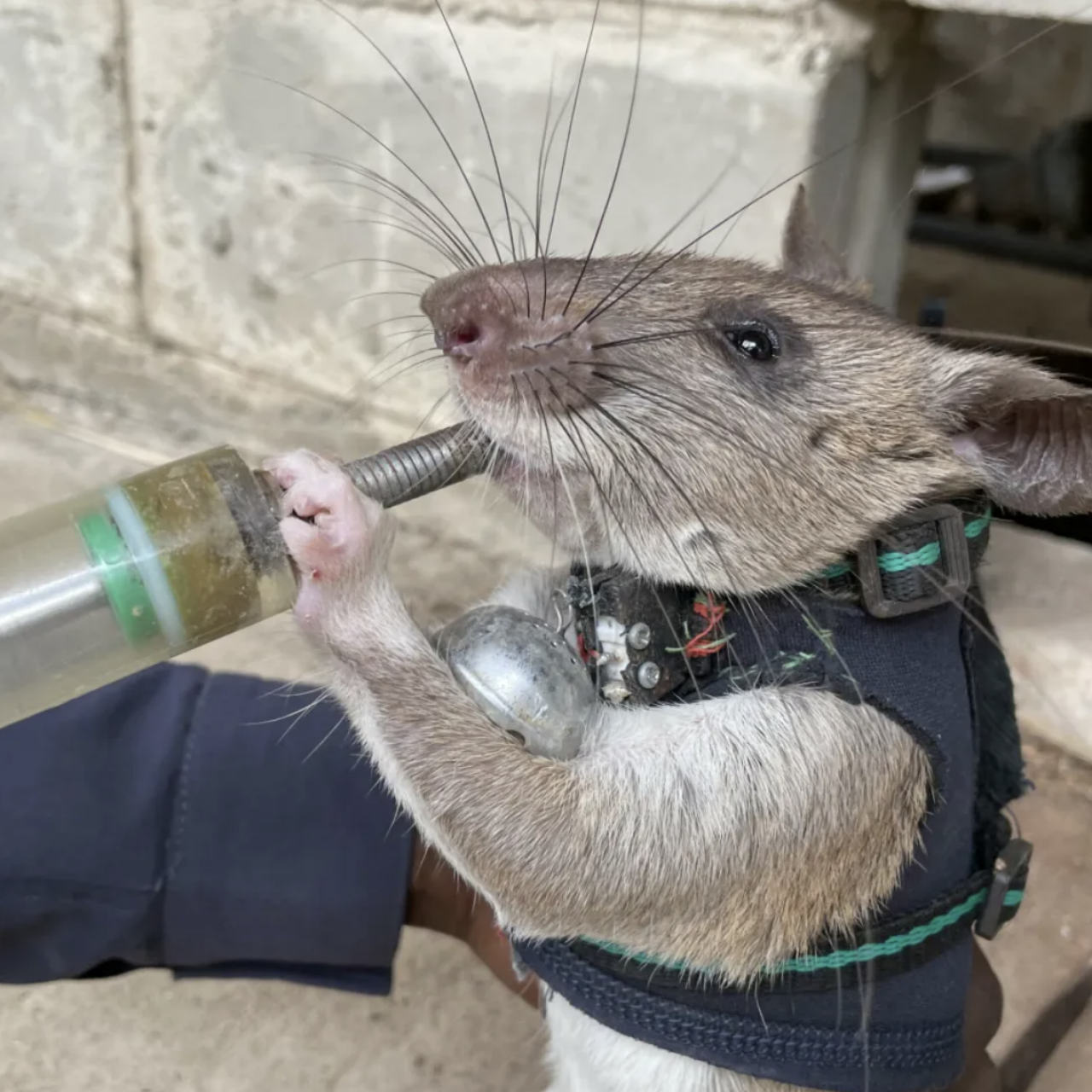 Hero Rats Are Being Trained to Rescue Earthquake Survivors | Nature and  Wildlife | Discovery
