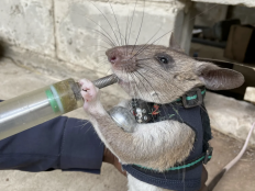 These intelligent African giant pouched rats are helping humans save lives through search and rescue missions while wearing tiny backpacks.