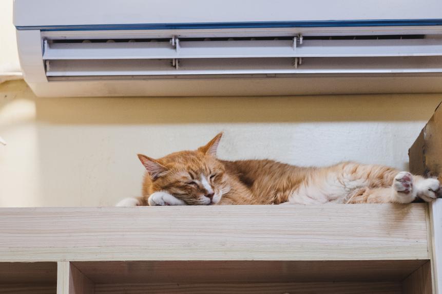 Cute ginger cat taking a nap under the air conditioner