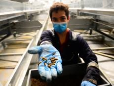 Feeding insects to farm animals could be the environmental revolution that the livestock industry has been waiting for. Insects, a rich source of protein and part of the natural diet for pigs, poultry, and fish, use a fraction of the land and water needed to raise soybeans for feed and produce lower carbon emissions.