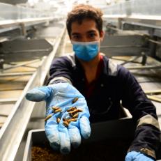An operator shows Hermetia Illucens flies in Protifly's premises in Saint-Maurice-sur-Adourla on May 21, 2021. - Fly larvae to feed fish: like a handful of others in France, the Protifly company, based in the Landes region, started breeding insects to produce ultra-rich protein meals to feed livestock, a promising market. (Photo by MEHDI FEDOUACH / AFP) (Photo by MEHDI FEDOUACH/AFP via Getty Images)