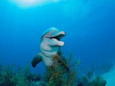 A new study on Indo-Pacific bottle-nosed dolphins reveals that pods might rub themselves on coral as a way to keep their skin healthy.