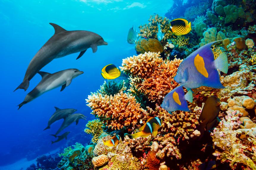 Dolphin  Coral reef   Sea life  school of dolphines  Underwater  Scuba diver point of view  Red sea Nature & Wildlife