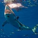 Shark Week: The Podcast – The Huge “Blob” Threatening Great White