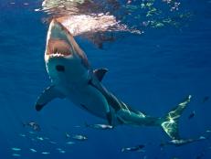 Marine biologist and shark expert Luke Tipple recounts a shark interaction with a 20-foot Great White shark as he deep dives on shark anatomy.