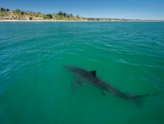 Marine biologist and shark expert Luke Tipple offers his best tips to deter a shark and the important role of sharks in oceans.