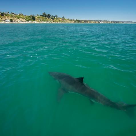 Great white shark swims off the coast of Monterey Bay, California.