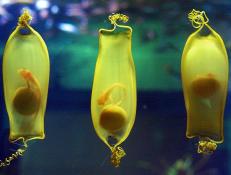 OSAKA, JAPAN:  Offspring of a "draughtsboard" shark moving inside translucent egg shells are seen at a water tank in the Kaiyu-kan aquarium in Osaka 07 May 1999.  The shark eggs have become very popular since they were first exhibited in March at the aquarium.  When the embryos reach 15 cms in length in about one year, they will be born from their 12cm-long and 5.5cm-wide shells.    (ELECTRONIC IMAGE)   AFP PHOTO/Toru YAMANAKA (Photo credit should read TORU YAMANAKA/AFP via Getty Images)