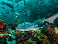 Marine biologist and shark expert Luke Tipple recalls his first shark interaction and the importance of sharks to oceans and planet earth.