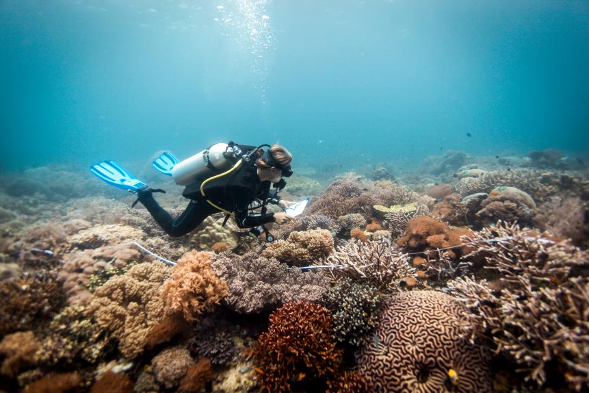 Coral Adaptation Underway as Scientists Use Genetics to Save Reefs ...