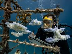 Coral reefs across the world are under threat as global warming raises sea temperatures and the oceans become more acidic from absorbing carbon dioxide. While nations work to reduce industrial greenhouse gases, including carbon dioxide, helping coral to adapt to changing conditions could provide welcome relief for affected reefs.