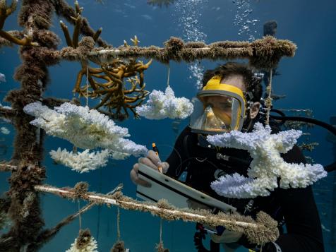 Coral Reef Survival Relies on Gene Science and Lower Emissions