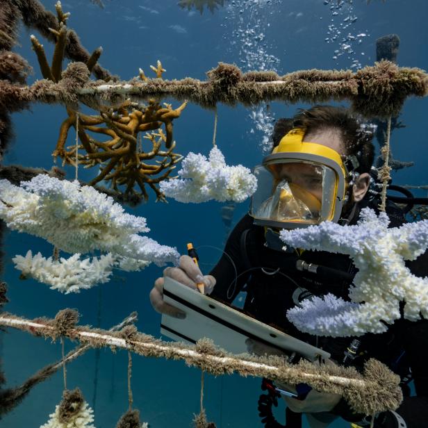 FRENCH POLYNESIA - SOCIETY ARCHIPELAGO - MAY 09: A diver looks at one of the coral nurseries on the coral reefs of the Society Islands in French Polynesia. on May 9, 2019 in Moorea, French Polynesia. Major bleaching is currently occurring on the coral reefs of the Society Islands in French Polynesia. The marine biologist teams of CRIOBE (Centre for Island Research and Environmental Observatory) are specialists in the study of coral ecosystems. They are currently working on â  resilient coralsâ  , The teams of PhD Laetitia HÃ©douin identify, mark and perform genetic analysis of corals, which are not impacted by thermal stress. They then produce coral cuttings which are grown in a â  coral nurseryâ   and compared to other colonies studying the resilience capacity of coral. (Photo by Alexis Rosenfeld/Getty Images).