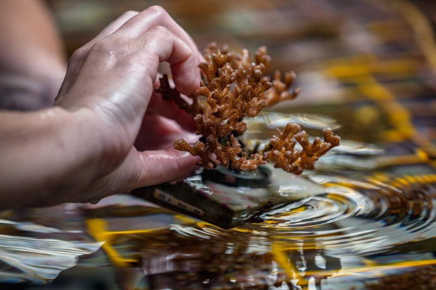 QUEENSLAND, AUSTRALIA - 2019/10/17: At Australian Institute of Marine Science, scientist are trying to breed corals that can withstand higher water temperatures.

In the quest to save the Great Barrier Reef, researchers, farmers and business owners are looking for ways to reduce the effects of climate change as experts warn that a third mass bleaching has taken place. (Photo by Jonas Gratzer/LightRocket via Getty Images)