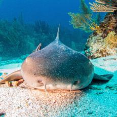 Picture shows a nurse shark during a scuba dive at Belize
