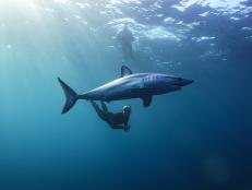 Shark Stop is a wetsuit company working to connect environmentally-friendly resources with human and shark co-existence in the ocean. With a price point of around $569, the Shark Stop wetsuit aims to reduce the harm of shark bites using newly developed polymer fiber technology.