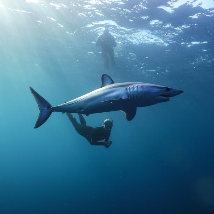 Shortfin Mako Shark Girl Free Diving