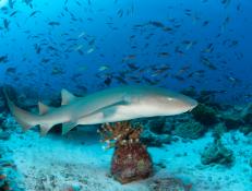 large nurse shark swims over coral reef and is surrounded by hundreds of fish