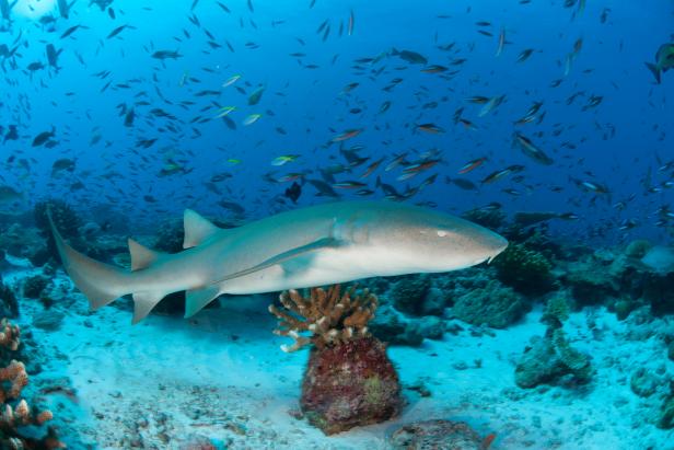 Happening Tuesday! Seaquarium nurse shark to predict winner of the Big Game, News