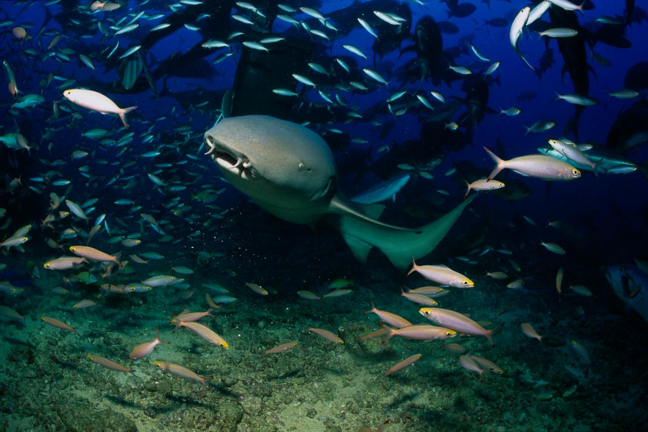 Happening Tuesday! Seaquarium nurse shark to predict winner of the Big Game, News