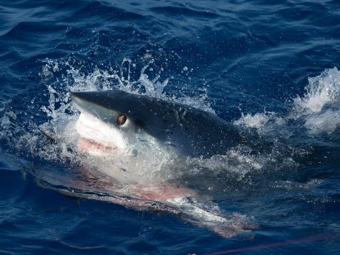 Shark Week: The Podcast – The Epic Battles Between Swordfish and Mako Sharks