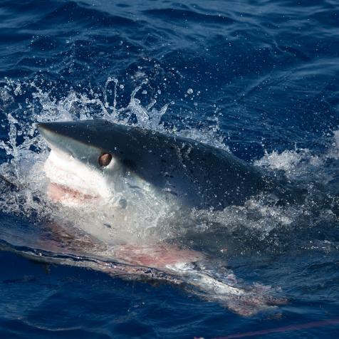 ISLAMORADA, FL - MAY 26: Mako shark takes a bite out of a swordfish in Islamorada, Florida. (Photo by Ronald C. Modra/Getty Images)