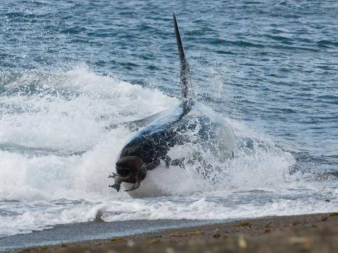 Shark Week: The Podcast – Why Orcas Are Killing Great Whites in South Africa