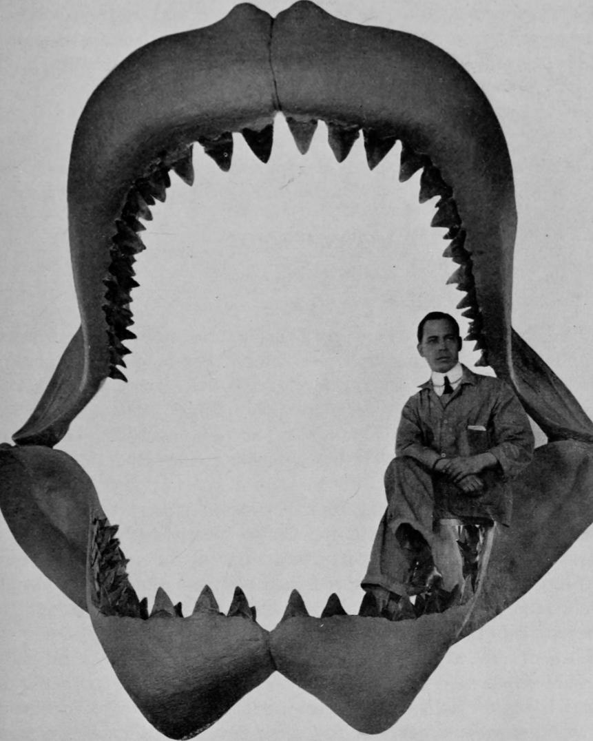 Photograph of a man sitting in the jaws of Carcharodon Megalodon, from the book "Guide leaflet" by American Museum of Natural History, 1901. Courtesy Internet Archive. (Photo by Smith Collection/Gado/Getty Images)