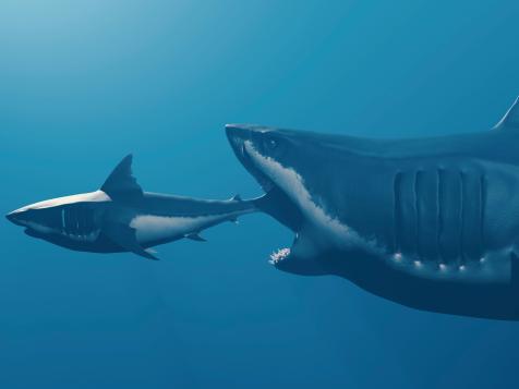 The Highest Animal on the Food Chain: Megalodon Sharks