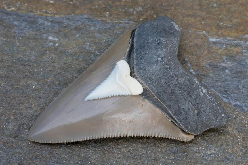 Comparison Photograph - Fossilized Megalodon Shark Tooth VS. Modern Great White Shark Tooth